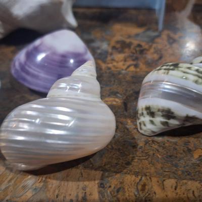 Sale Photo Thumbnail #749: cleaned and polished sea shells