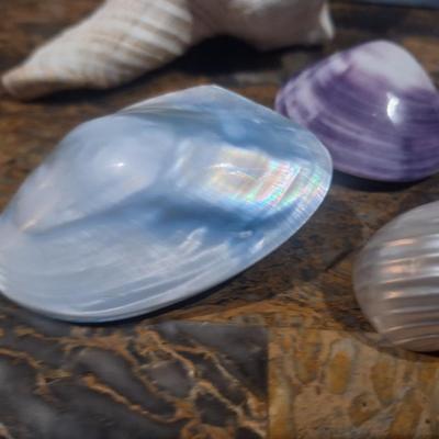 Sale Photo Thumbnail #748: cleaned and polished sea shells