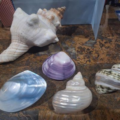 Sale Photo Thumbnail #746: cleaned and polished sea shells