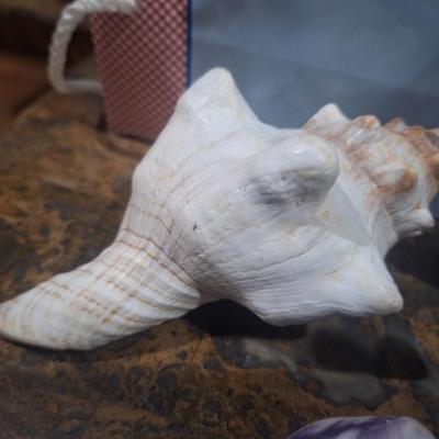 Sale Photo Thumbnail #751: cleaned and polished sea shells