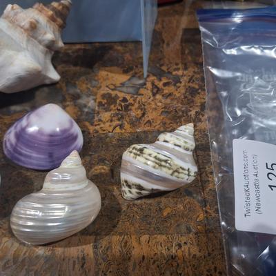 Sale Photo Thumbnail #747: cleaned and polished sea shells