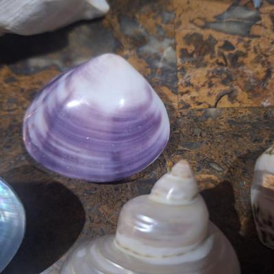 Sale Photo Thumbnail #750: cleaned and polished sea shells