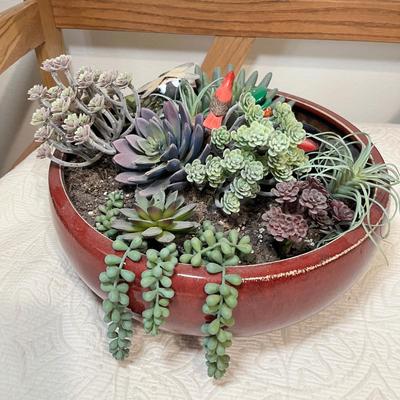 Lot 205 Succulents planter