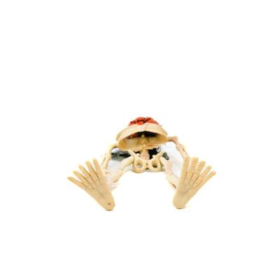 Hanging Pumpkin Skelton