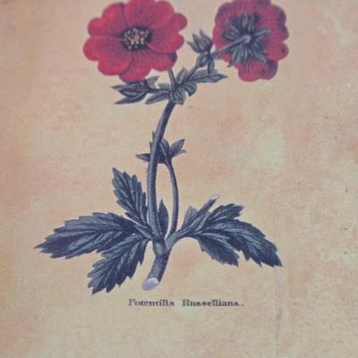 LOT 109H: Three Framed Flower Prints and Gold-tone Bowl with Lid