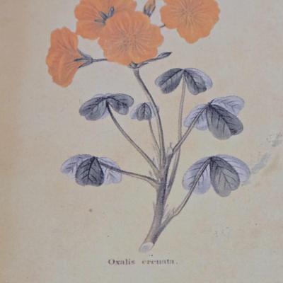 LOT 109H: Three Framed Flower Prints and Gold-tone Bowl with Lid