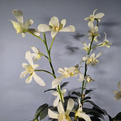 LOT 165Y: Two Floral Prints in Ornate Frames and Faux Flower Arrangement