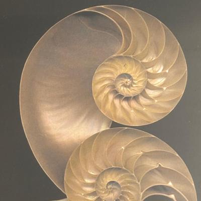 LOT 90: At the Beach Collection: a "Girly" Mug, Wildwood Glasses, Carved Wooden Sea Turtle & Framed Print of Nautilus Shell