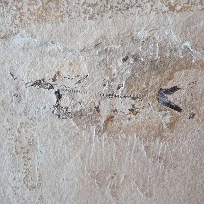 Fossilized Fish in Stone & Handmade Pottery (LR-JS)