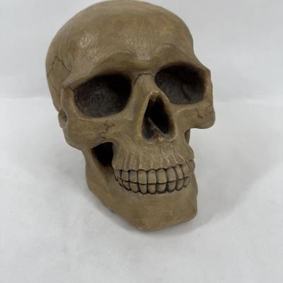 Human Skull Replica Coin Bank