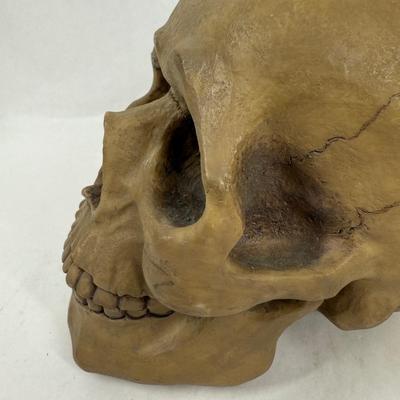 Human Skull Replica Coin Bank