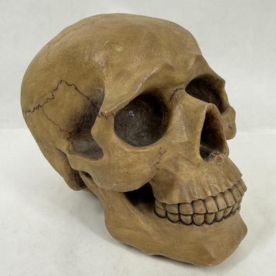 Human Skull Replica Coin Bank