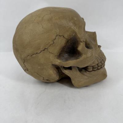 Human Skull Replica Coin Bank