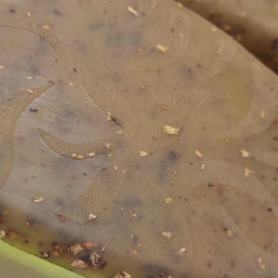 Size 9 Shoes by Loints of Holland & More (BB1-BBL)