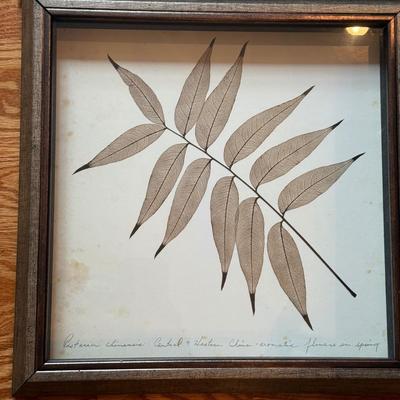 LOT 266D: Trio of Framed Plant Prints