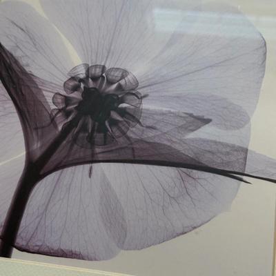 LOT 266D: Trio of Framed Plant Prints