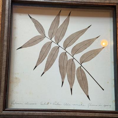 LOT 266D: Trio of Framed Plant Prints