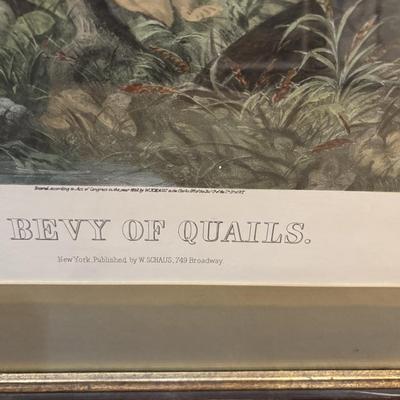 The Bevy of Quail