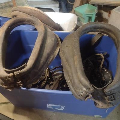 Collection of Leather Horse Tack and Neck Collars