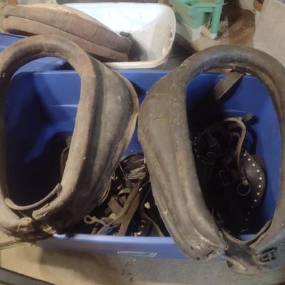 Collection of Leather Horse Tack and Neck Collars