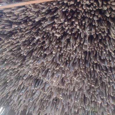 Assortment of 50ct Tobacco Sticks Various Lengths Choice C