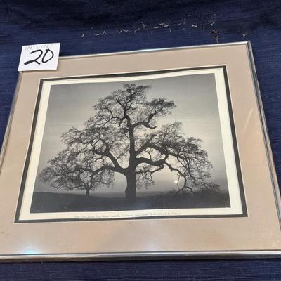 Ansel Adam’s Oak Tree Sunset, California 1962