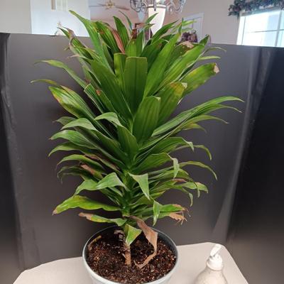 LIVE PLANT AND CERAMIC SOAP DISPENSER PLUS POTS