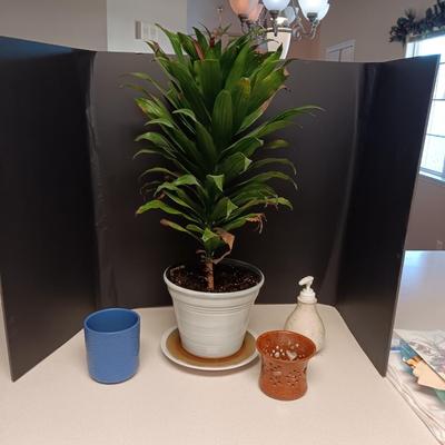 LIVE PLANT AND CERAMIC SOAP DISPENSER PLUS POTS