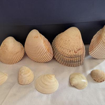 Sale Photo Thumbnail #26: 10 lb bin of shells from a Wrightsville Beach, North Carolina collected over 40 years - Bin Included