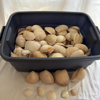 Sale Photo Thumbnail #30: 10 lb bin of shells from a Wrightsville Beach, North Carolina collected over 40 years - Bin Included