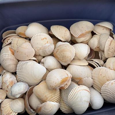 Sale Photo Thumbnail #31: 10 lb bin of shells from a Wrightsville Beach, North Carolina collected over 40 years - Bin Included