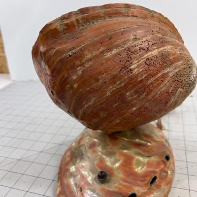 Shell LAMP.  WOW!!! Unique. Real! 