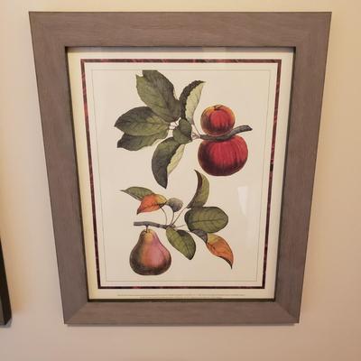 Four Framed Botanical Fruit Prints (L-KD)