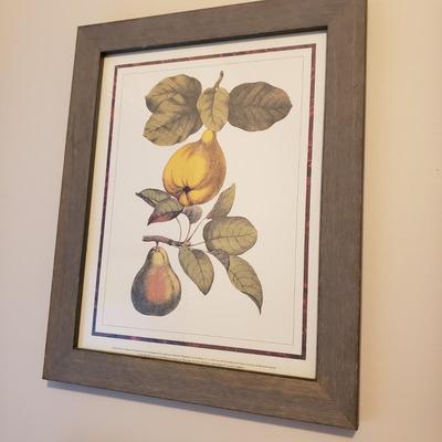 Four Framed Botanical Fruit Prints (L-KD)