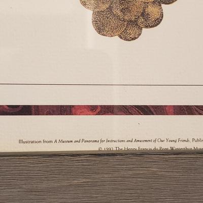 Four Framed Botanical Fruit Prints (L-KD)