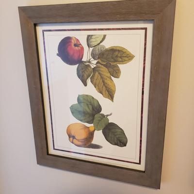 Four Framed Botanical Fruit Prints (L-KD)