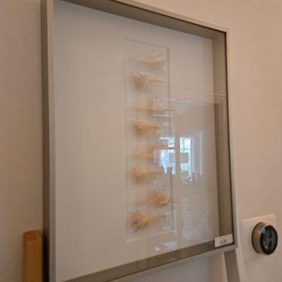 museum mount shell art 