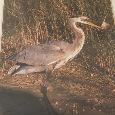 Two Framed Photos of Cranes by W. Clifton (BLR-KD)