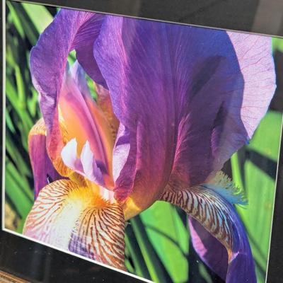 Approx 16" x 13 7/8" Butterflies, Blossoms Bill Groves Photographer Franklin NC