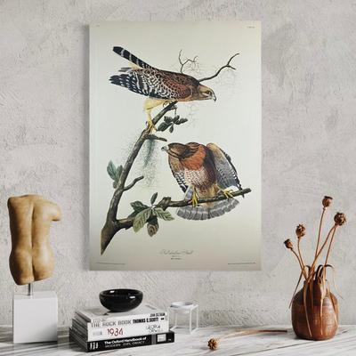 199 After John James Audubon Red-Shouldered Hawk Bird Print (Facsimile Edition) Plate #56
