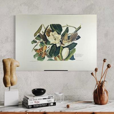 201 Audubon Hand-Colored Bird Print – Black-billed Cuckoo & Magnolia, Plate 32 No. 7