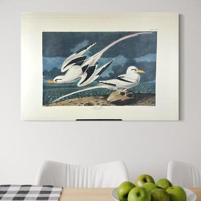 202 Audubon “Tropic Bird” Hand-Colored Havell Engraving from Birds of America, 1835 Plate: CCLXII No. #53