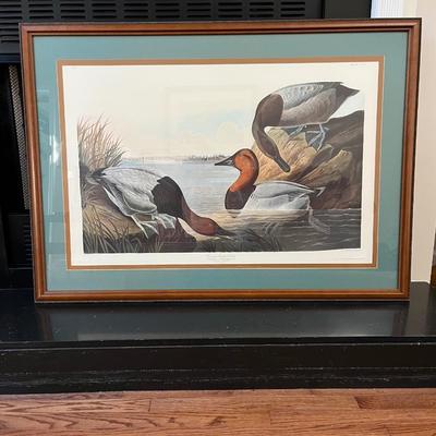 Canvas Backed Duck Print Audubon Plate (LR-BC)