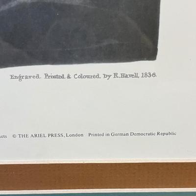 Canvas Backed Duck Print Audubon Plate (LR-BC)