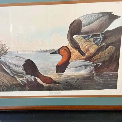 Canvas Backed Duck Print Audubon Plate (LR-BC)
