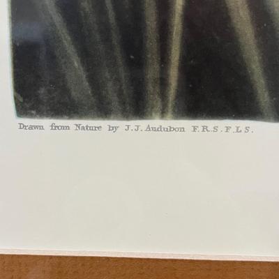 Canvas Backed Duck Print Audubon Plate (LR-BC)