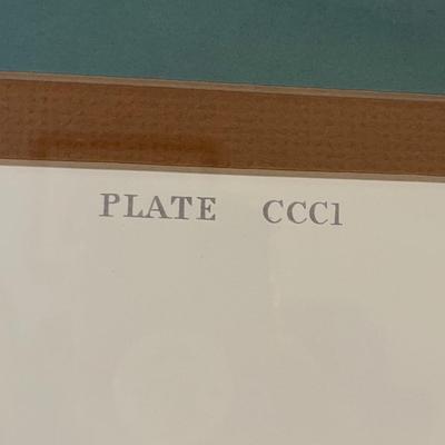 Canvas Backed Duck Print Audubon Plate (LR-BC)