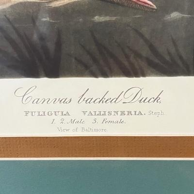 Canvas Backed Duck Print Audubon Plate (LR-BC)