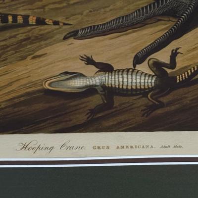 Large Hooping Crane Print in Wooden Frame (LR-SF)