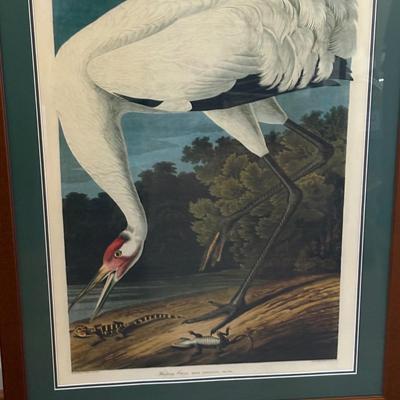 Large Hooping Crane Print in Wooden Frame (LR-SF)